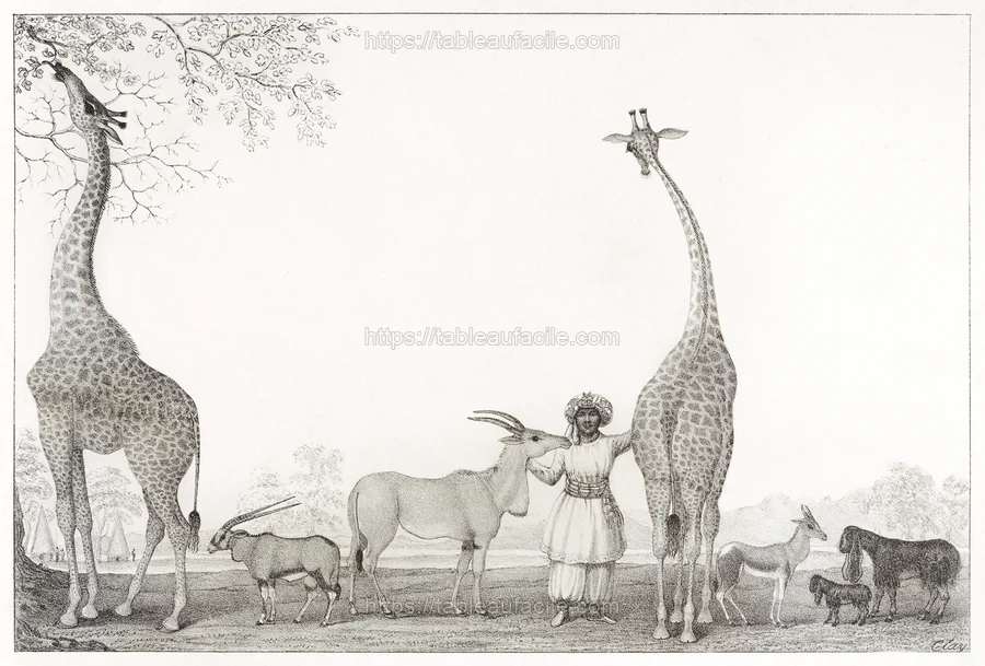 animals (305) apercu