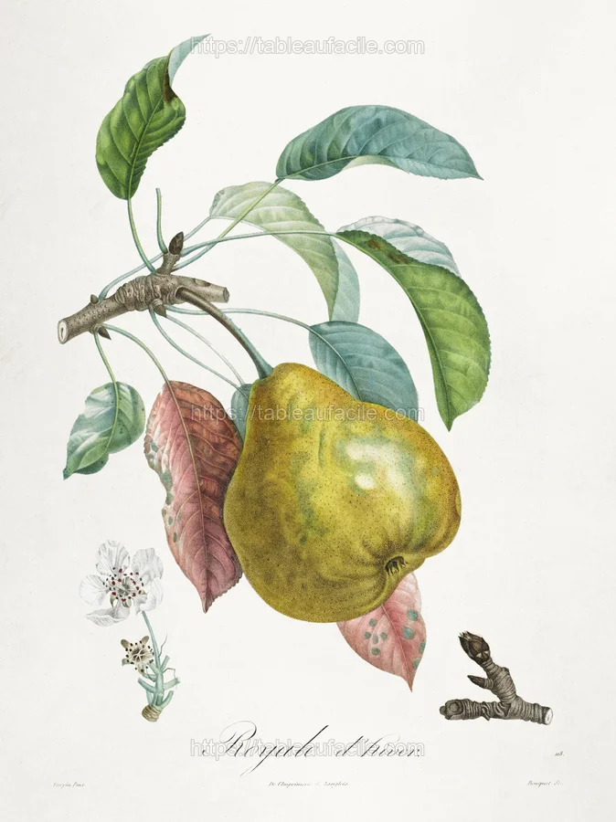 fruitss (16) apercu