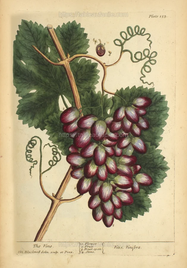 fruitss (163) apercu