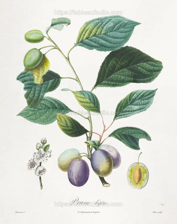 fruitss (17) apercu