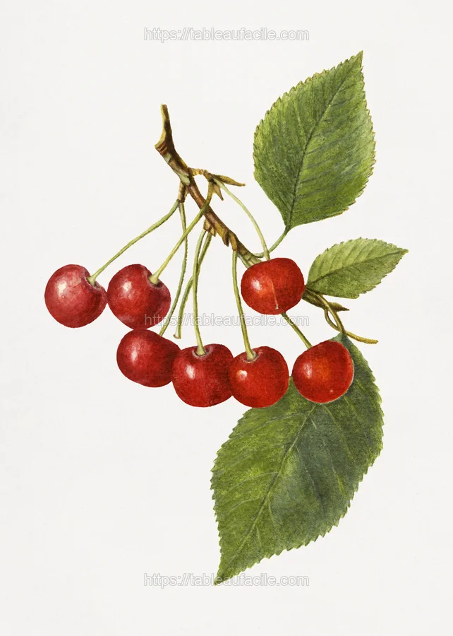 fruitss (308) apercu