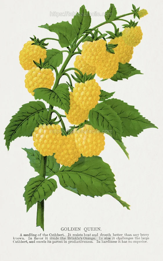 fruitss (66) apercu