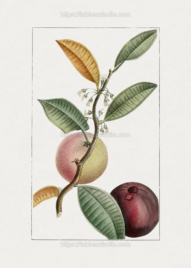 fruitss (7) apercu