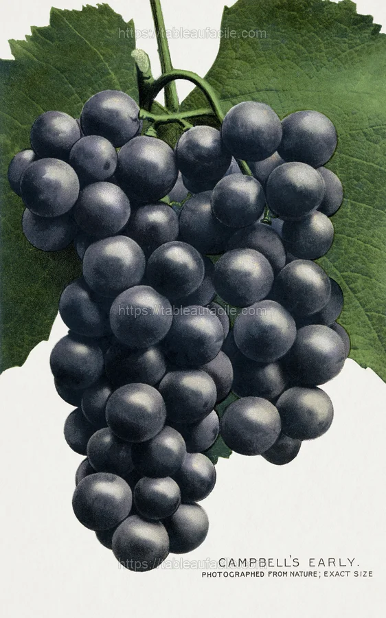 fruitss (88) apercu