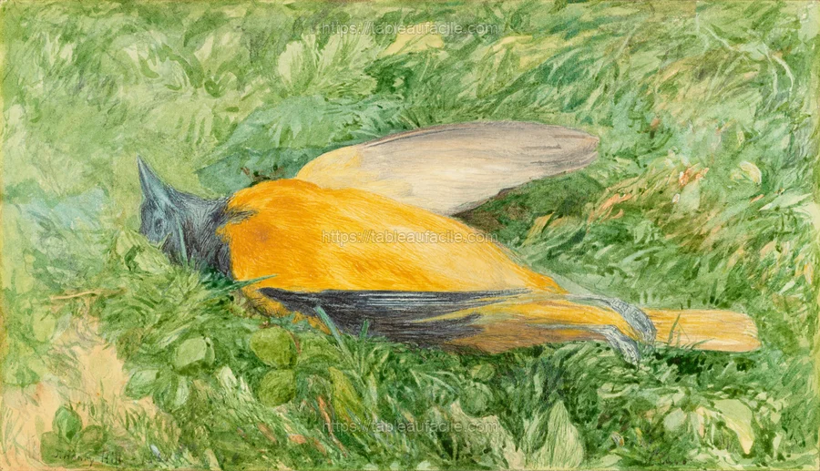golden_robin_(northern_oriole)_2004.165.6 apercu