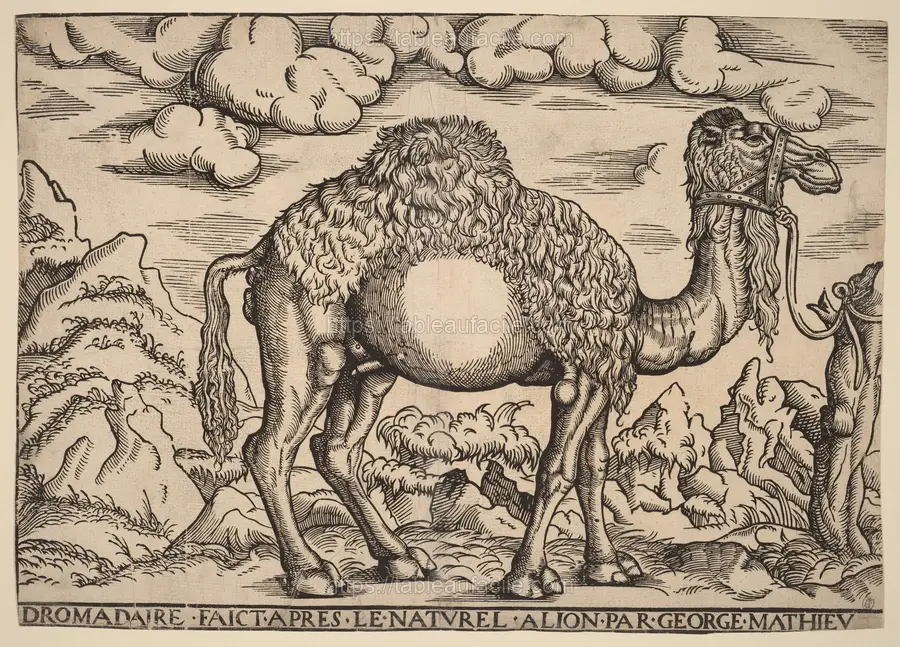 a_dromedary_2012.92.539 apercu