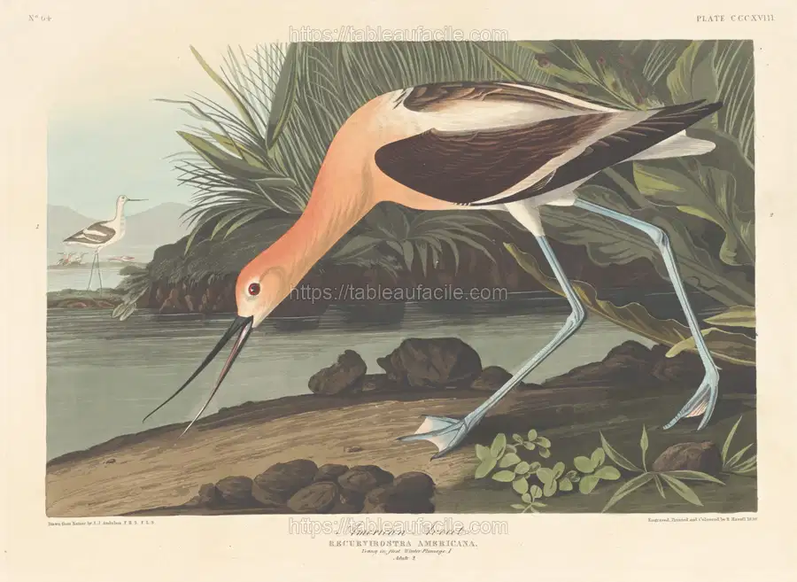 american_avocet_1945.8.318 apercu
