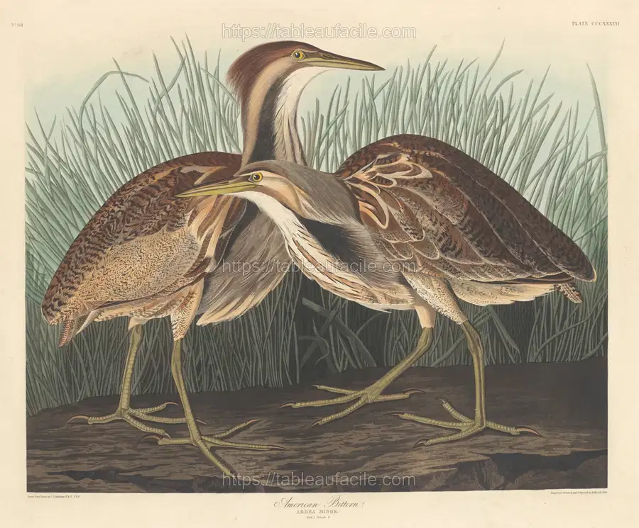 american_bittern_1945.8.337 apercu