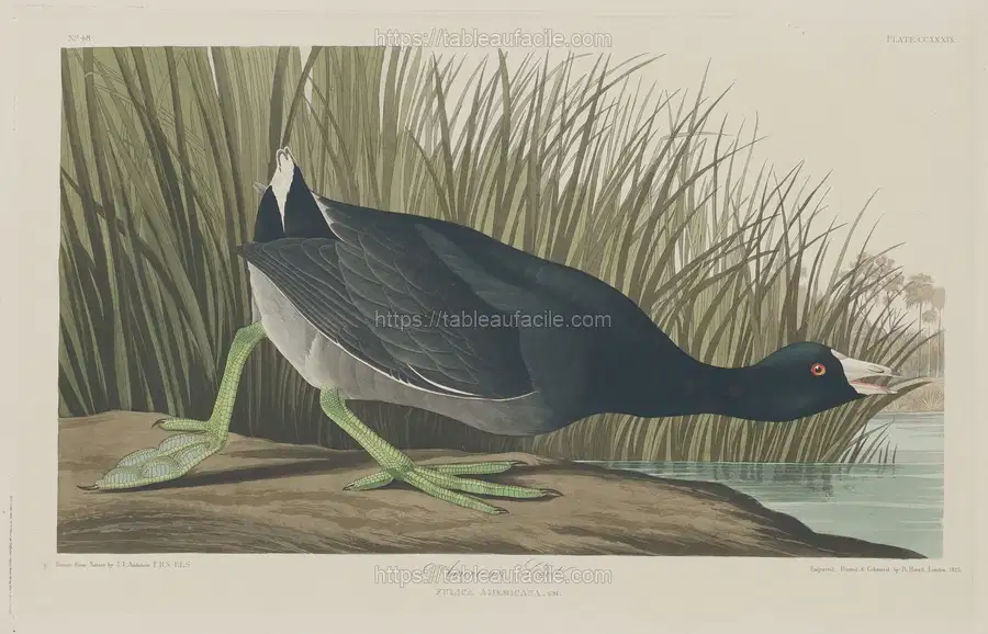 american_coot_1945.8.239 apercu
