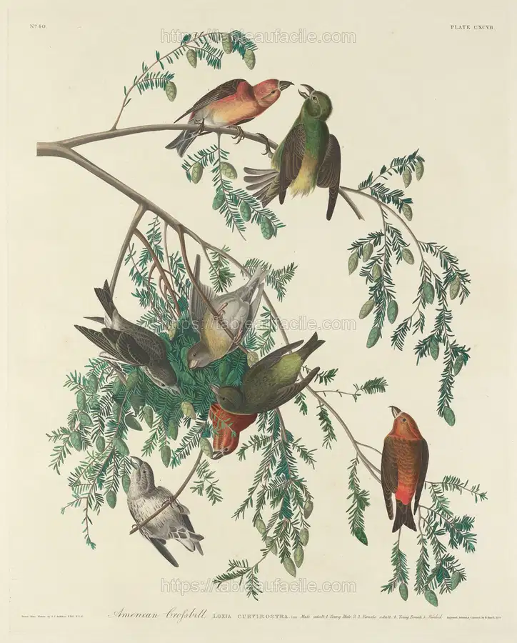 american_crossbill_1945.8.197 apercu