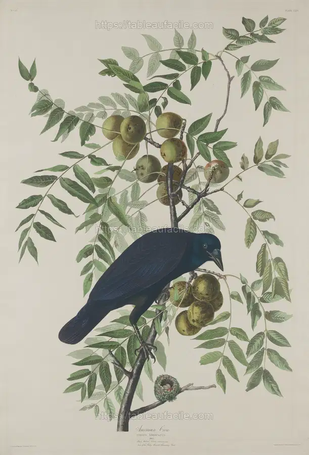 american_crow_1945.8.156 apercu