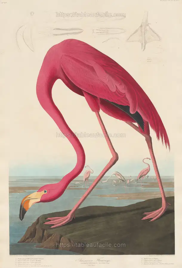 american_flamingo_1945.8.431 apercu