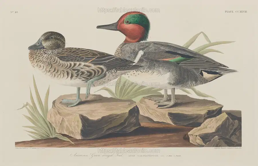 american_green-winged_teal_1945.8.228 apercu