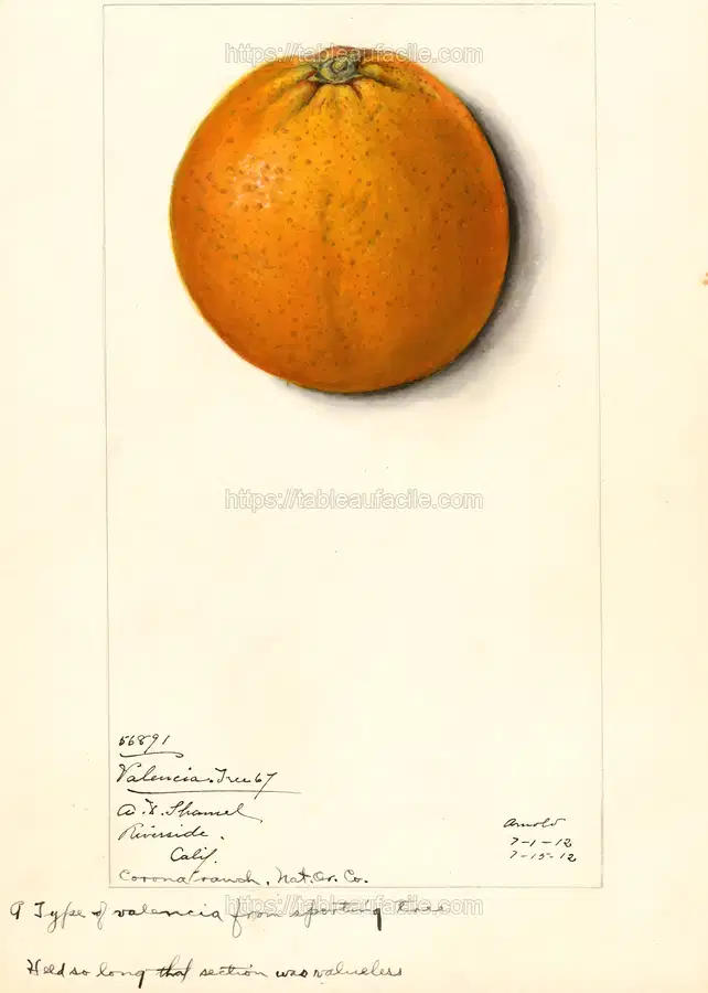 MAXIM_1898 apercu