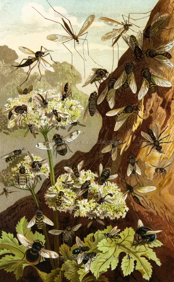 Die Insekten, Tausendfüssler und Spinnen Pl 13 (1877) copia apercu