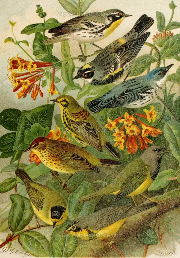 Die Nordamerikanische Vogelwelt pl14 (1891) copia apercu