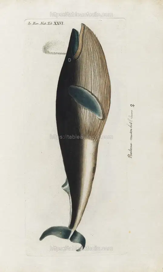 Icones rerum naturalium, ou figures enluminées d’histoire naturelle du nord Pl.26 (1805-1806) copia apercu