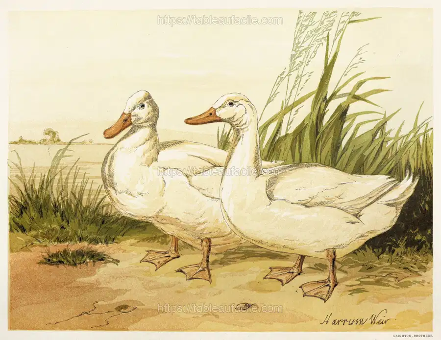White Aylesbury Ducks (1867) copia apercu