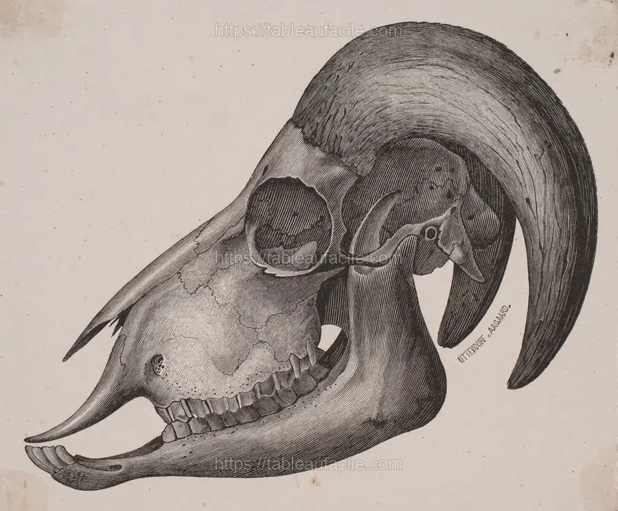 Dyrekranie med horn (1848 – 1878) apercu