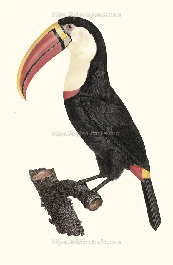Le Tocan. (1806) apercu