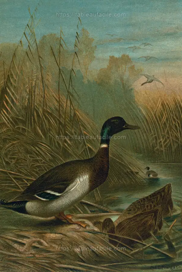 Mallard Duck. (1898) apercu