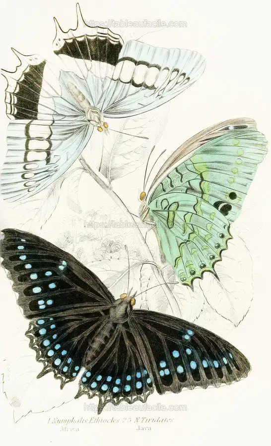 Nymphalis Ethiocles,Nymphalis Tiridates (1858) apercu