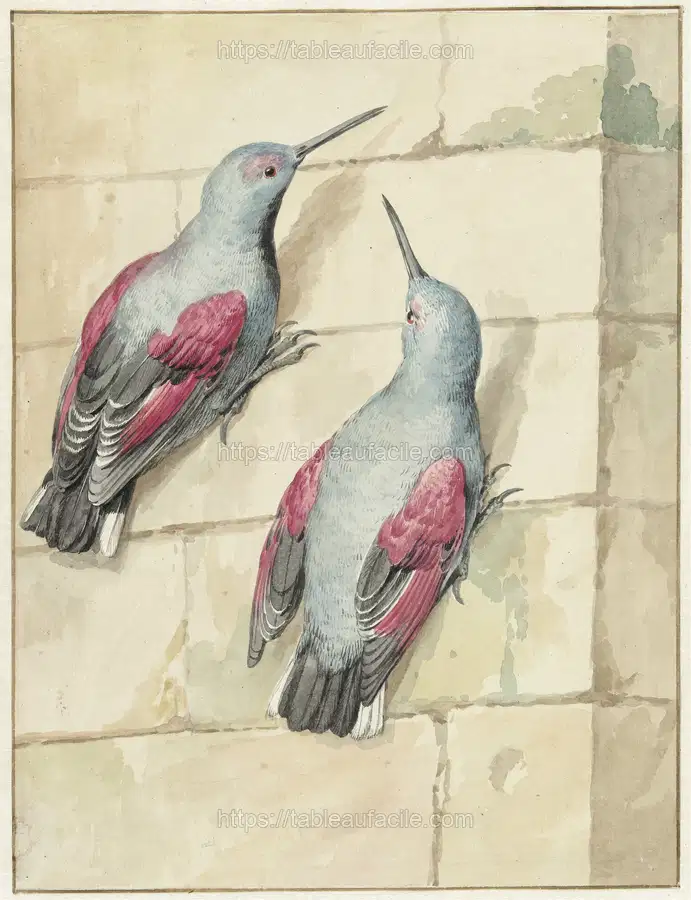 Twee rotskruipers, blauw en paars, op een muur (1720 - 1792) apercu