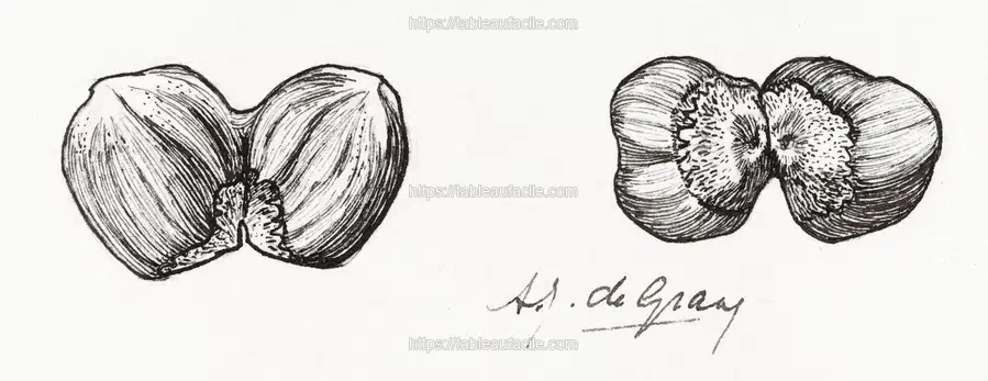 Two hazelnuts sketches by Julie de Graag apercu