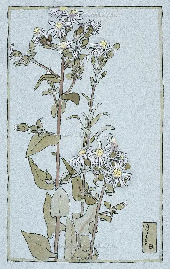 Aster on Green Ground (1915) by Hannah Borger Overbeck apercu