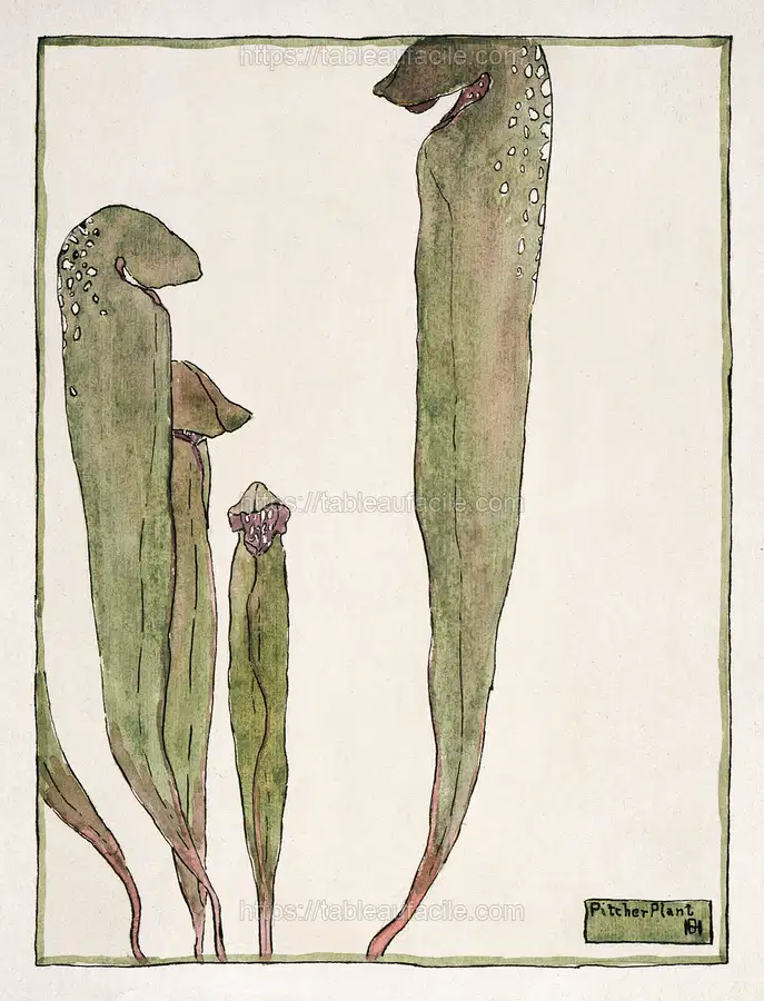 Pitcher Plant (1915) by Hannah Borger Overbeck apercu