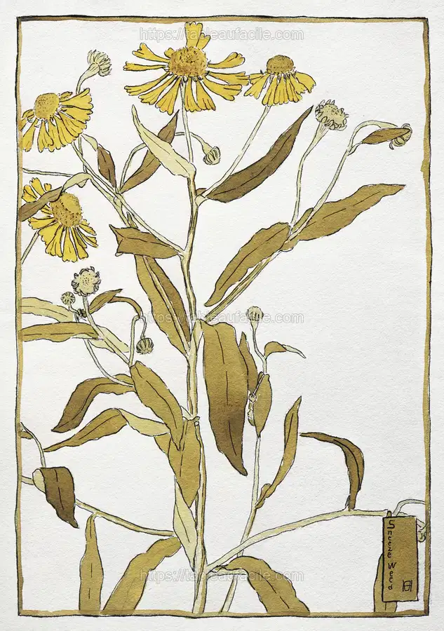 Sneeze weed (1915) by Hannah Borger Overbeck apercu
