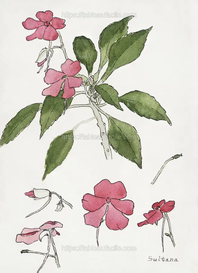 Sultana (1915) by Hannah Borger Overbeck apercu
