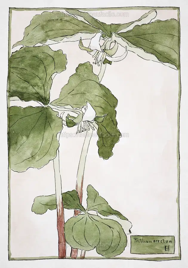 Trillium Erectum (1915) by Hannah Borger Overbeck apercu