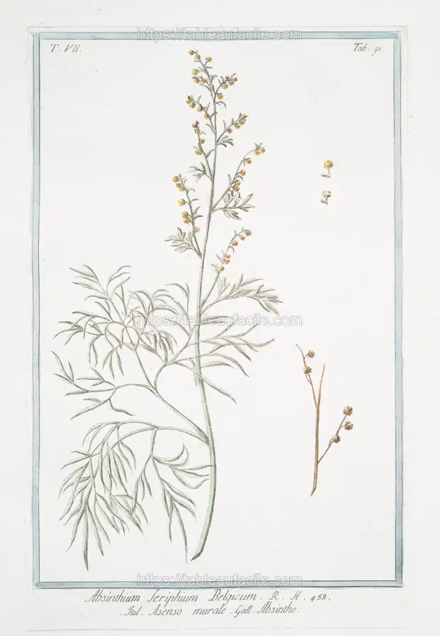 Absinthium Seriphium Belgicum – Asenso murale – Abisinthe. (Wormwood) (1772-1793) apercu