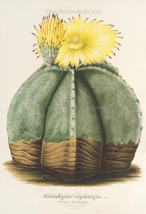 Astrophytum myriostigma (1854-1896) apercu