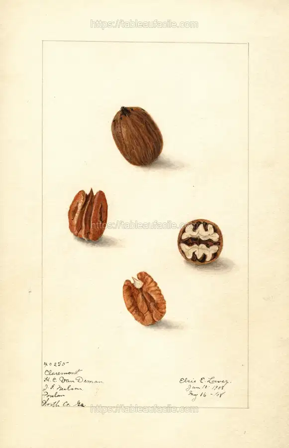 Carya illinoinensis Claremont (1908) apercu