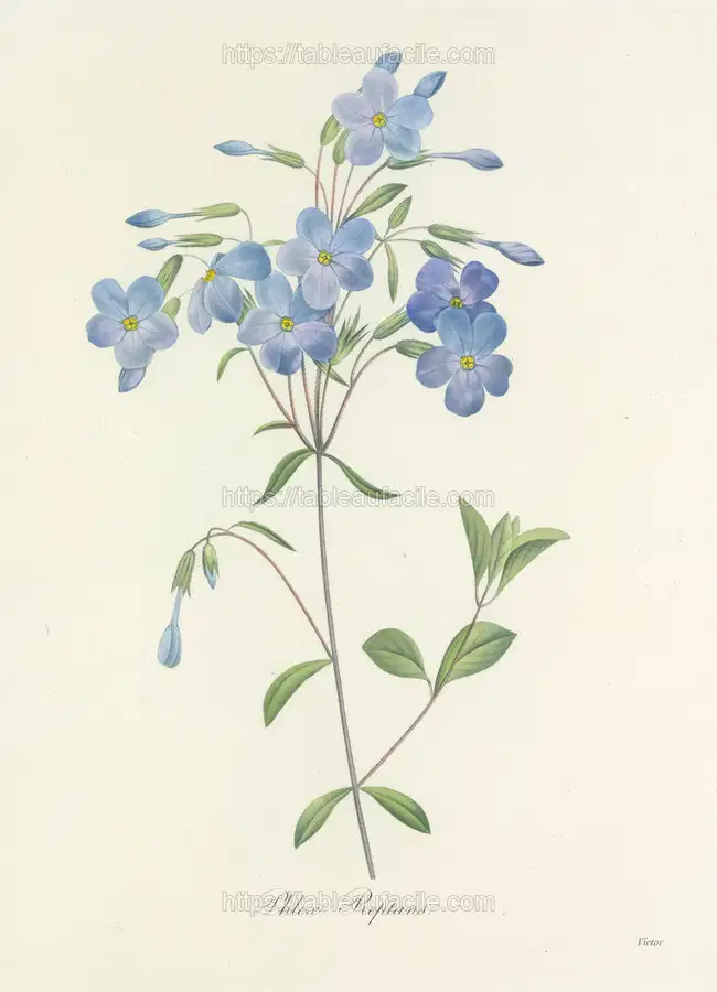 Choix des plus belles fleurs pl 070 (1827) apercu