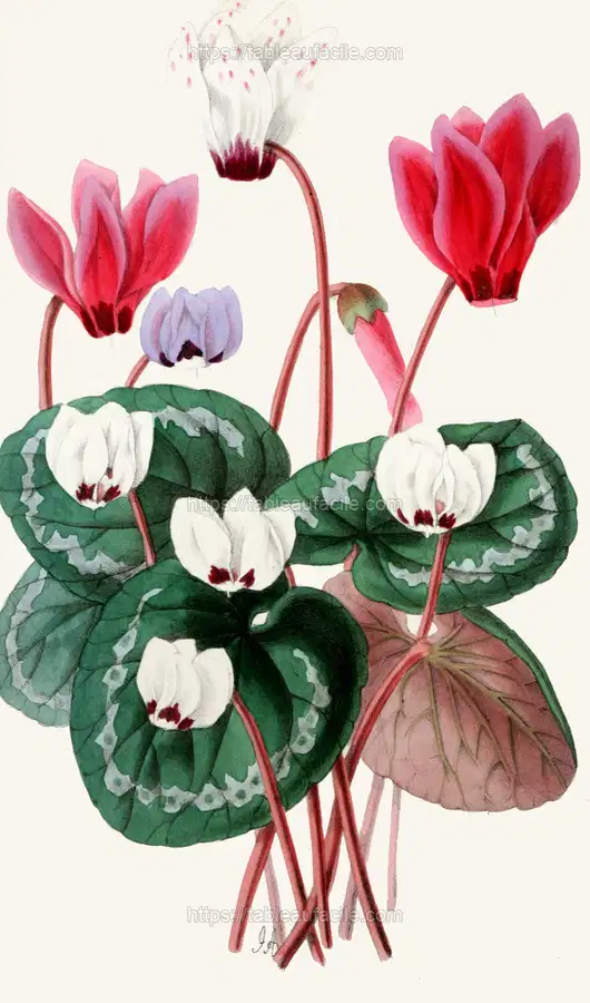 Cyclamens (1852-1861) apercu