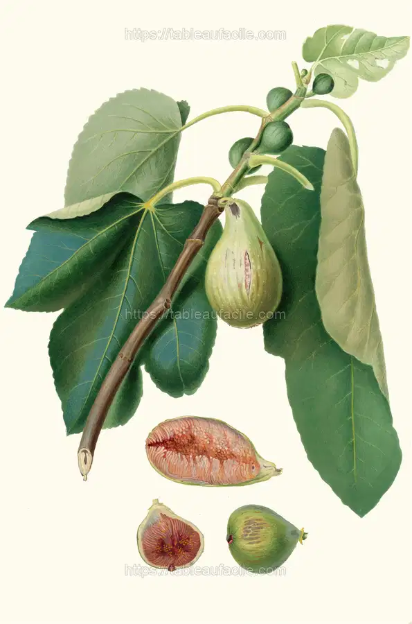 Fico Monaco. [Fico della Lunigiana _ Fig Monaco] (1817-1839) apercu
