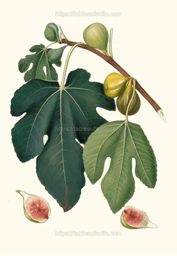 Fico Pissaluto. [Ficus carica sativa _ Figs] (1817-1839) apercu