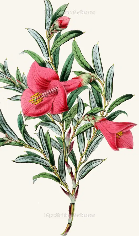 Philesia buxifolia (1852-1861) apercu