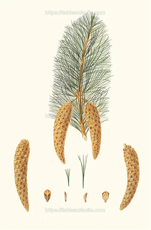 Pinus monticola = Short-leaved Weymouth pine. [Western white pine] (1837) apercu