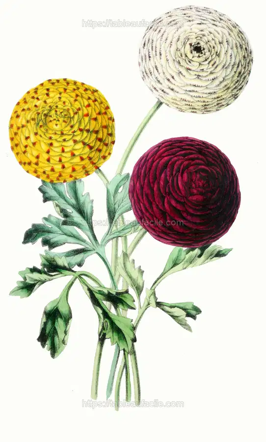 Ranunculus. Queen, Exhibition, Victor (1852-1861) apercu