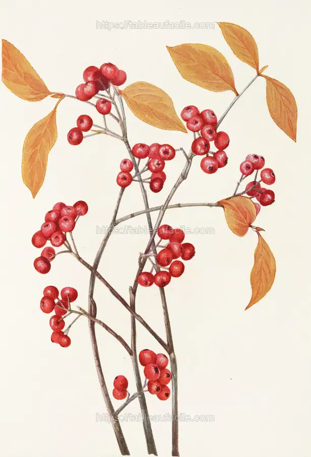 Red Chokeberry (fruit). (Aronia arbutifolia) (1925) apercu