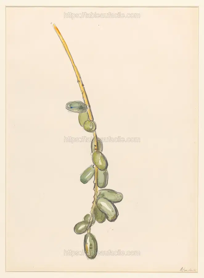 Takje van een dadelpalm met groene vruchten (1872 - 1950) apercu