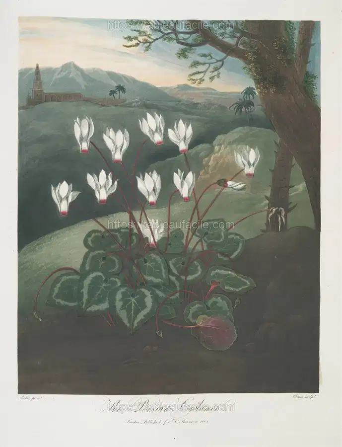 The Persian Cyclamen (1799–1807) apercu