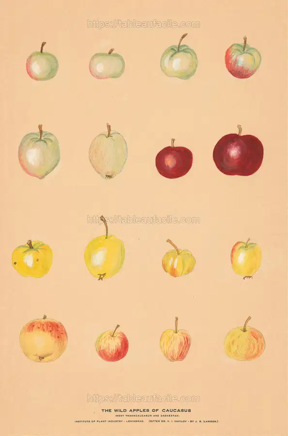 The Wild Apples of Caucasus apercu