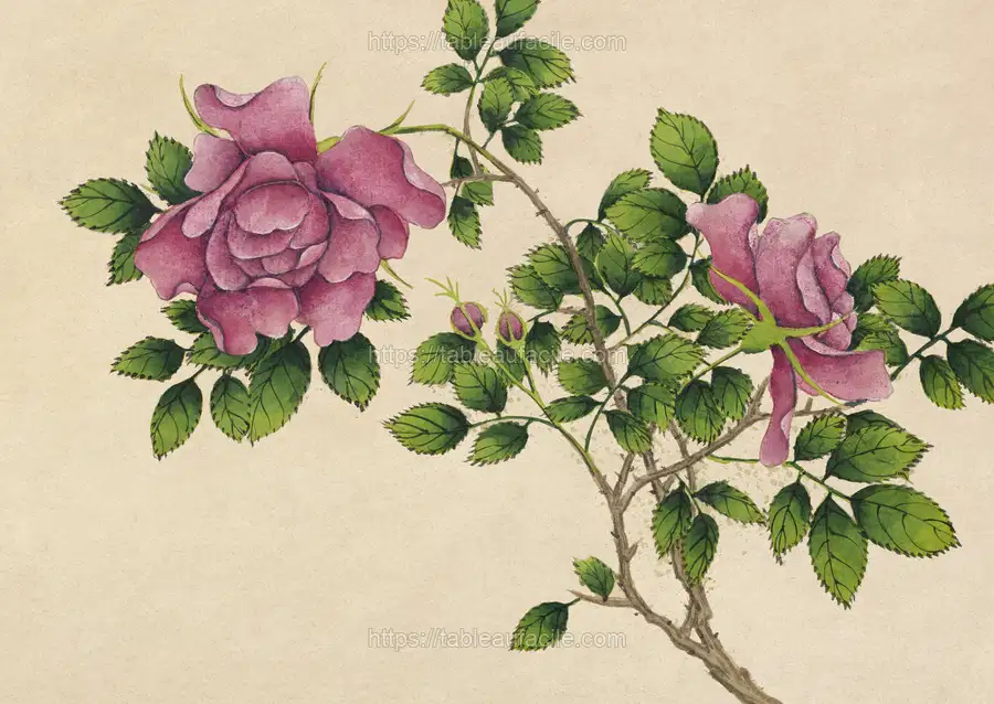 Rose (18th Century) Zhang Ruoai apercu