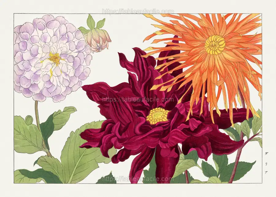 Dahlia flower woodblock painting.  by Tanigami Kônan. apercu