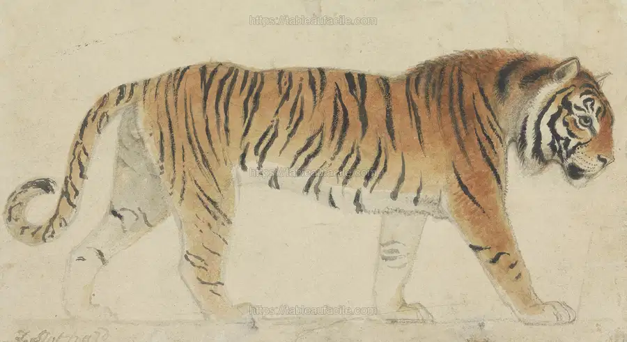 A Tiger, Full-Length, in Profile, Walking Towards Right, by Thomas Stothard apercu